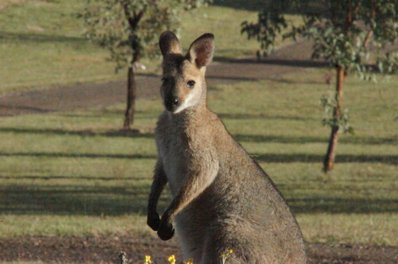 Red necked Wallaby at Neureum Park