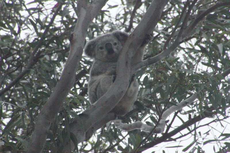 Koala at Neureum Park