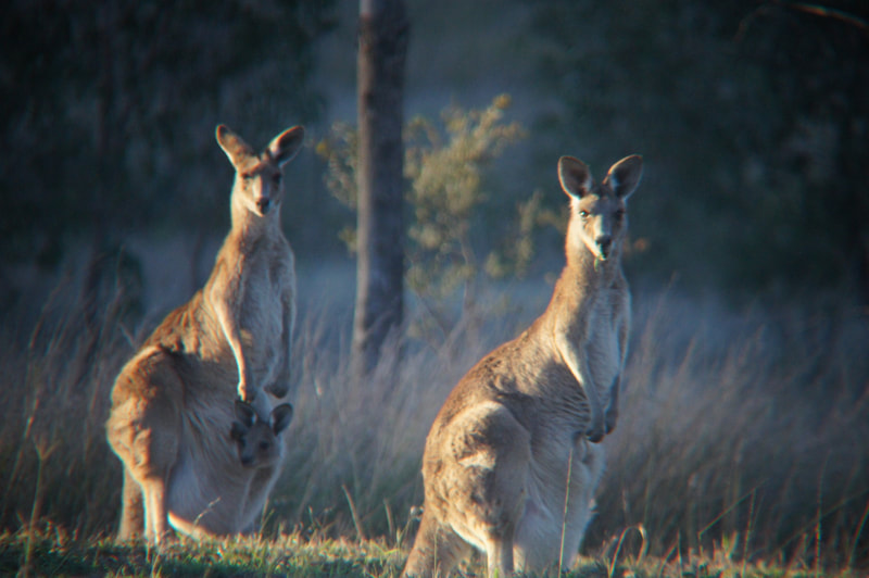 Grey Kangaroos, female with joey at Neureum Park
