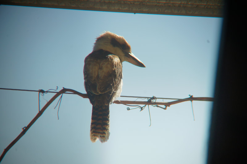 Kookaburra at Neureum Park